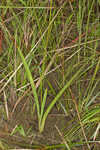 Coastal false asphodel